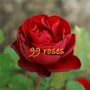 99 Roses &ndash; Room Escape Puzzle Game Online
